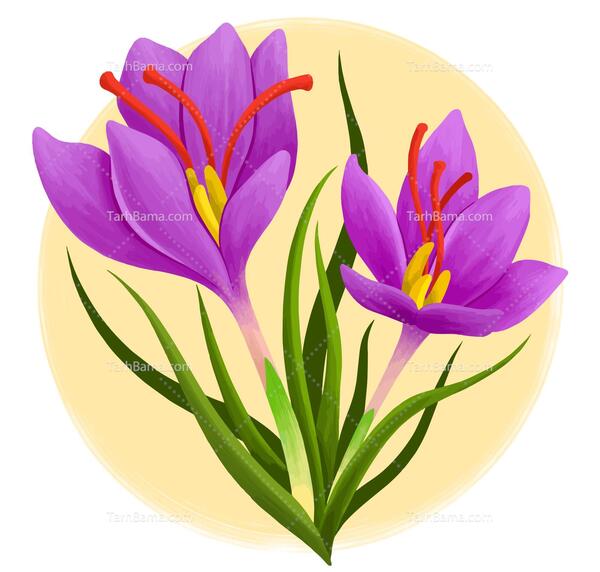 عکس آموزش نقاشی گل زعفران