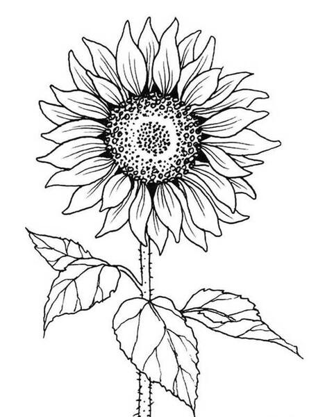 عکس نقاشی گل سخت با مداد رنگی