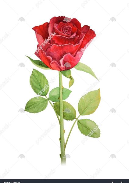عکس نقاشی گل سرخ برای نمایش