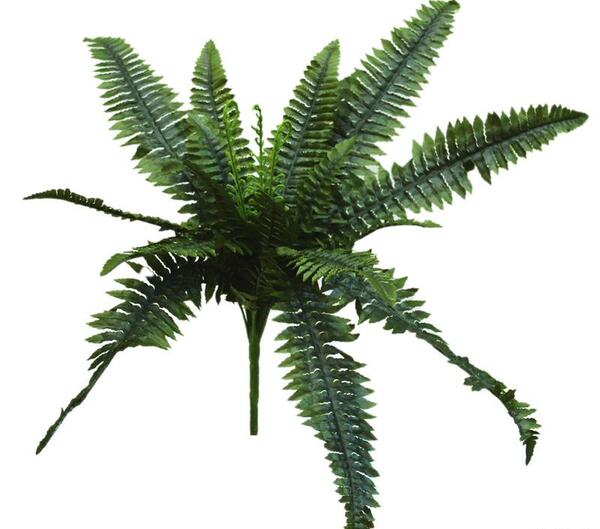 عکس نقاشی گل سرخس