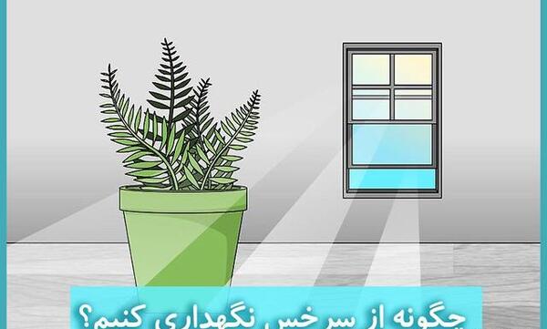 عکس نقاشی گل سرخس
