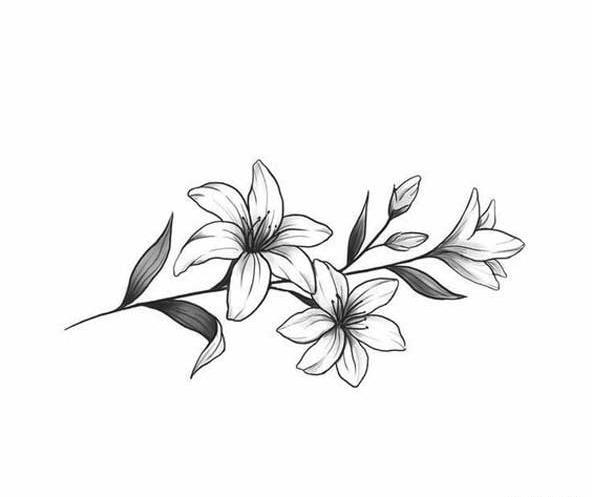 عکس نقاشی سیاه قلم گل آسان