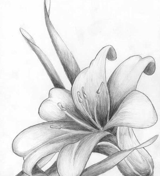 عکس نقاشی سیاه قلم گل آسان