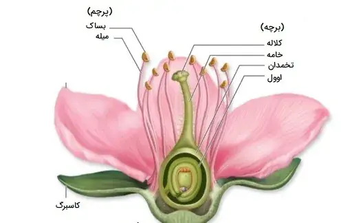 عکس نقاشی گل سوسن کلاس چهارم