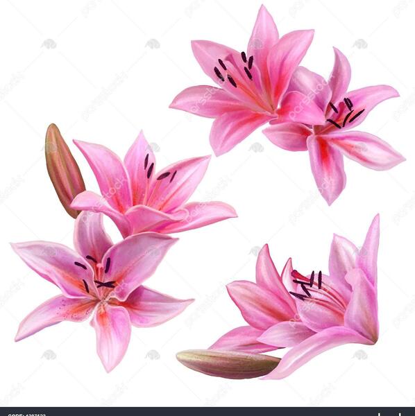 عکس نقاشی گل سوسن با مداد رنگی