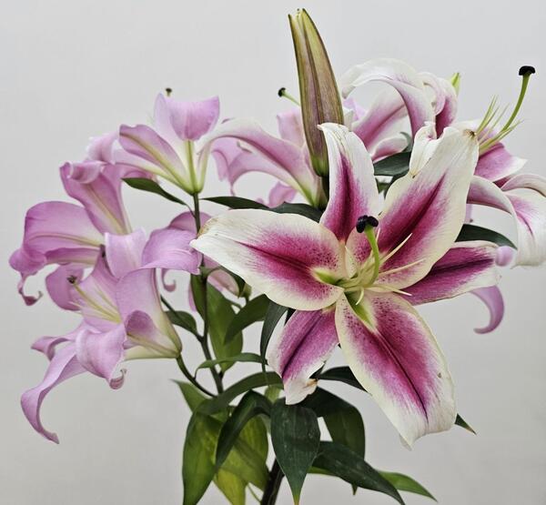 عکس نقاشی گل سوسن چلچراغ