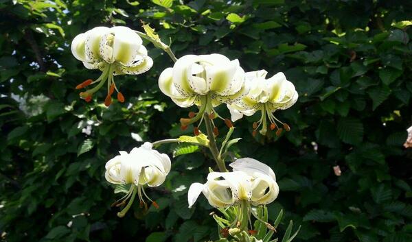 عکس نقاشی گل سوسن چلچراغ