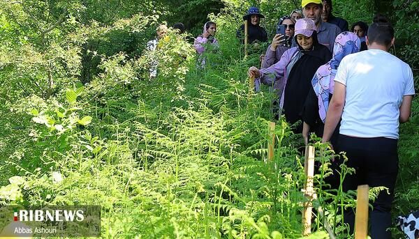 عکس نقاشی گل سوسن چلچراغ