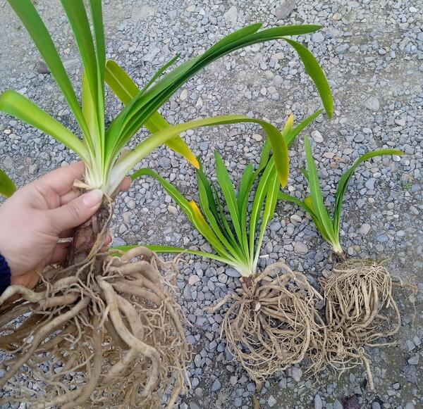عکس نقاشی گل سوسن با ریشه