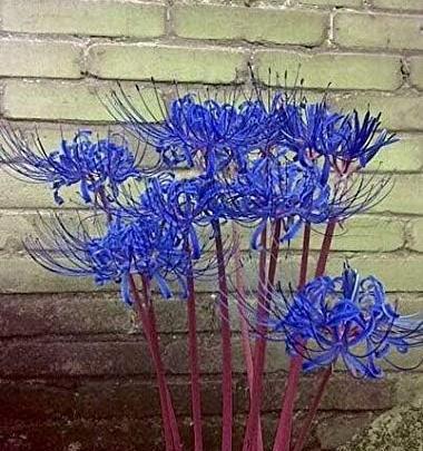 عکس نقاشی گل سوسن عنکبوتی