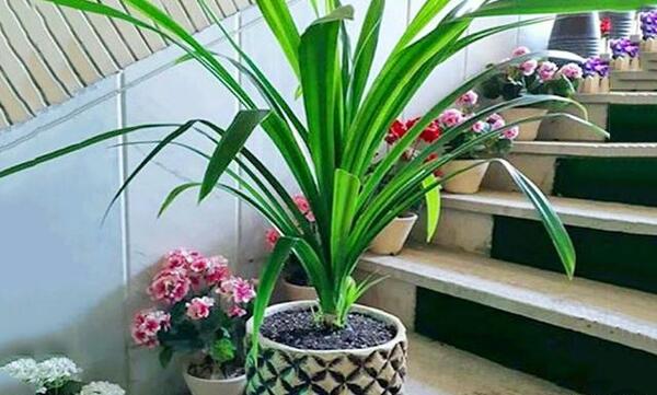 عکس نقاشی گل سوسن عنکبوتی