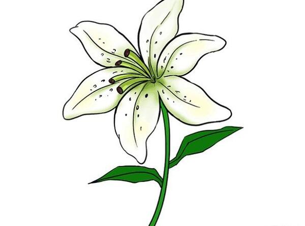عکس نقاشی گل سوسن پلنگی
