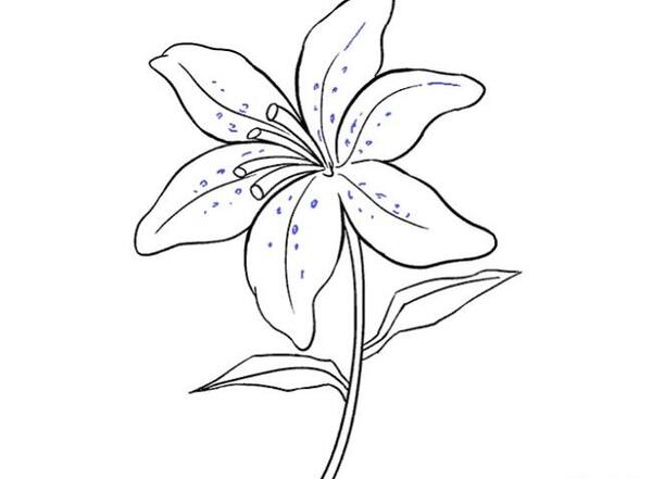 عکس نقاشی گل سوسن پلنگی