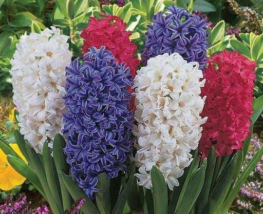 عکس نقاشی گل سنبل با مداد رنگی