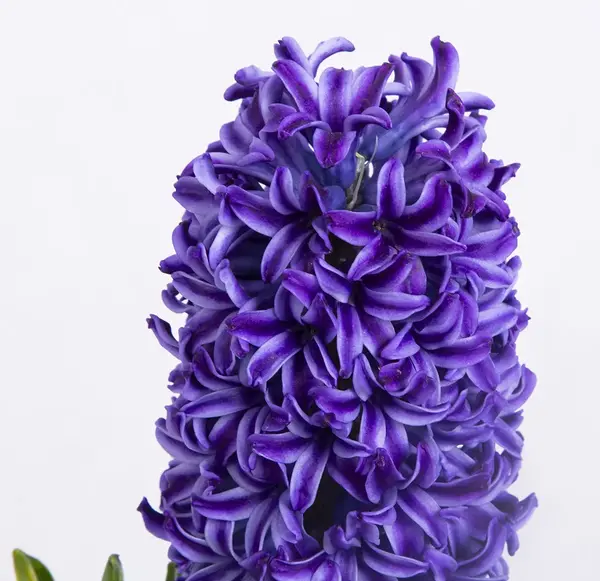عکس نقاشی گل سنبل هفت سین
