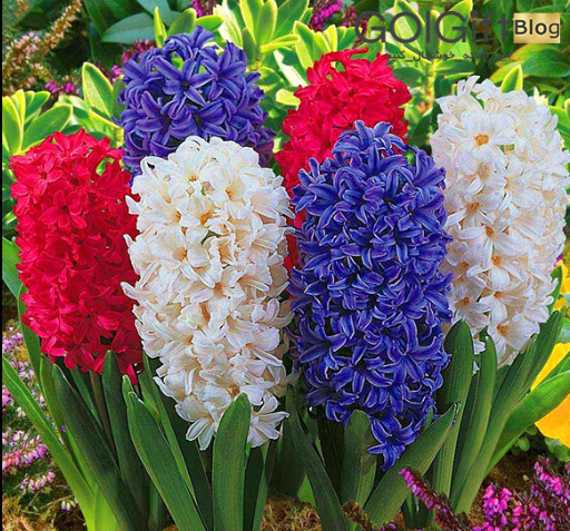 عکس نقاشی گل سنبل هفت سین