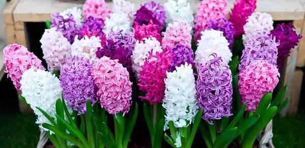 عکس نقاشی گل سنبل هفت سین