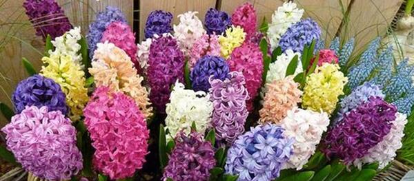 عکس نقاشی گل سنبل هفت سین