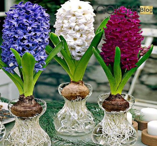 عکس نقاشی گل سنبل با رنگ انگشتی