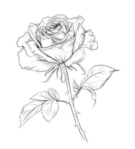 عکس نقاشی گل سیاه و سفید