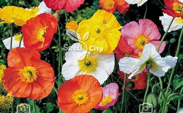 عکس نقاشی گل شقایق وحشی