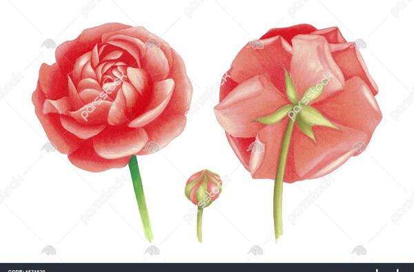 عکس نقاشی گل شقایق آسان