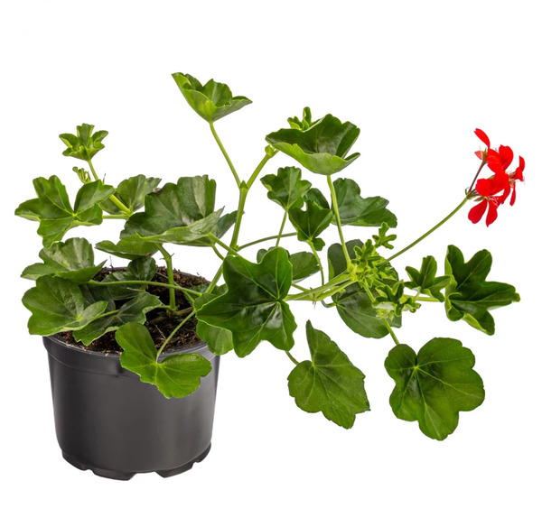 عکس نقاشی گل شمعدانی ساده