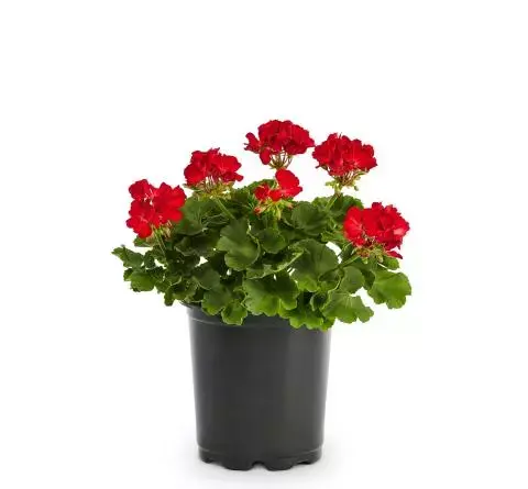 عکس نقاشی گل شمعدانی کودکانه