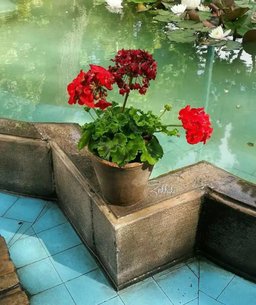 عکس نقاشی گل شمعدانی کودکانه