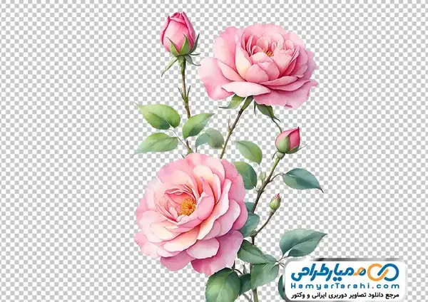 عکس نقاشی گل رز صورتی