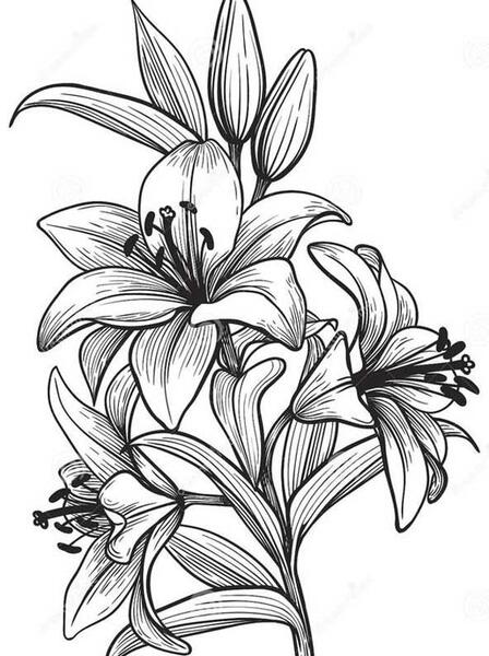 عکس نقاشی گل طبیعی با مداد رنگی؟