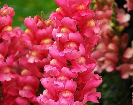 عکس نقاشی گل عجیب و غریب