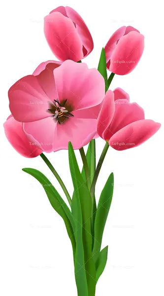 نقاشی عکس گل لاله
