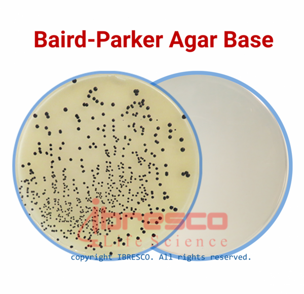عکس استافیلوکوکوس اورئوس
