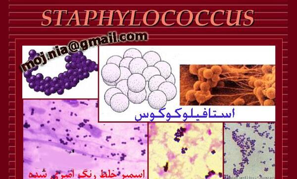 عکس استافیلوکوکوس