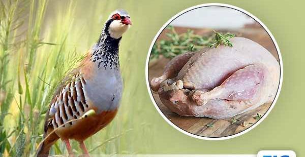 عکس پرنده کبک ماده