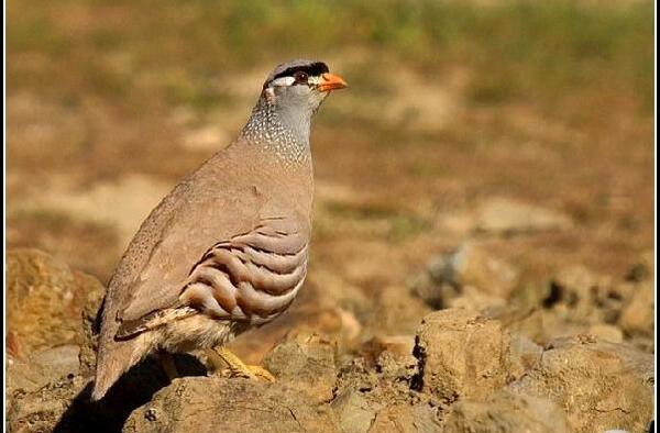 عکس پرنده کبک ماده
