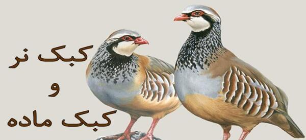 عکس پرنده کبک ماده