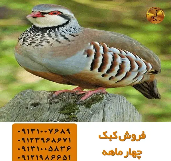 عکس پرنده کبک ماده