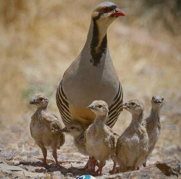 عکس پرنده کبک ماده
