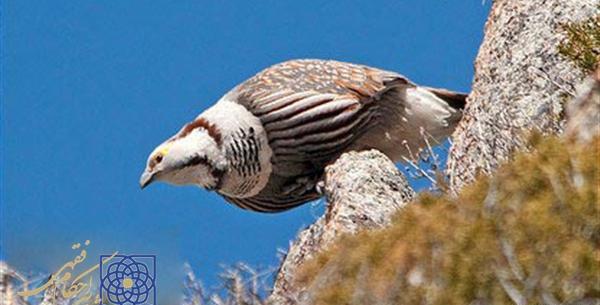عکس پرنده کبک دری