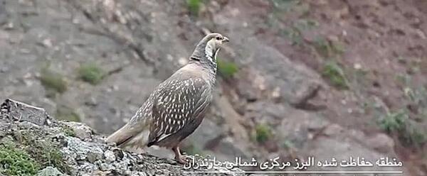 عکس پرنده کبک دری