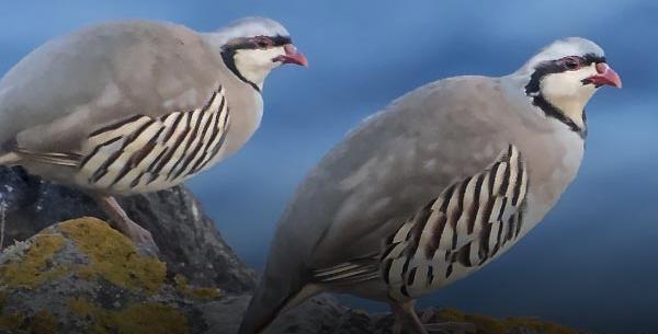 عکس پرنده کبک کوهی