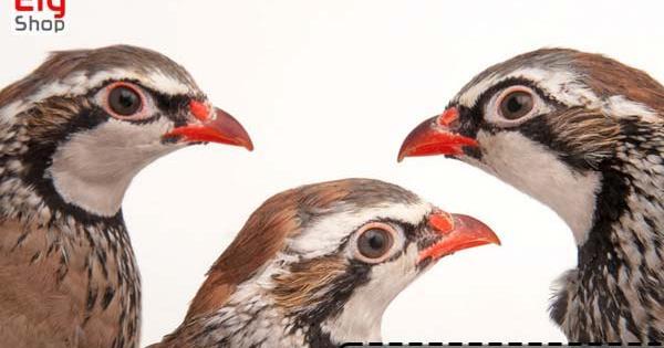 عکس پرنده کبک کوهی