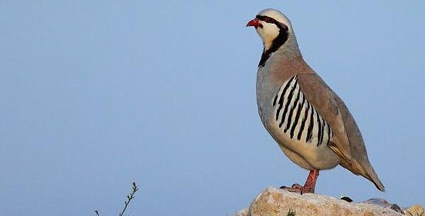 عکس از پرنده کبک