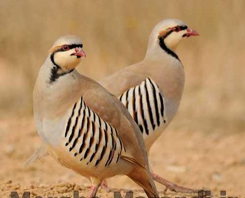 عکس از پرنده کبک