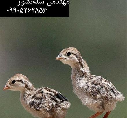 عکس از پرنده کبک