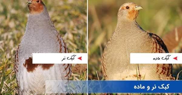 عکس کبک کوهی نر