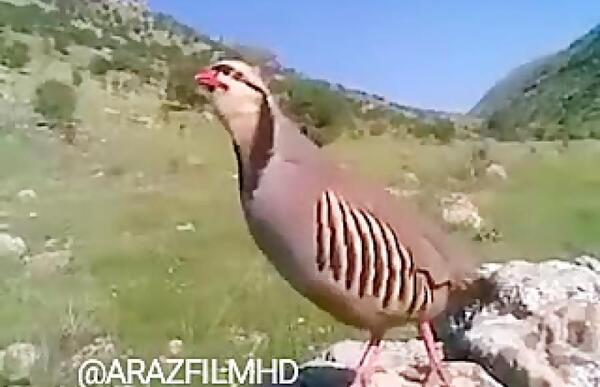 عکس کبک کوهی با کیفیت بالا