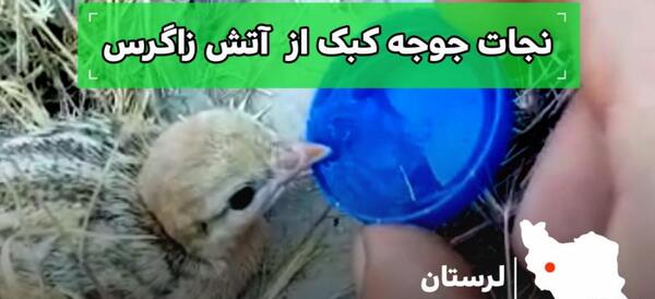 عکس جوجه کبک کوهی